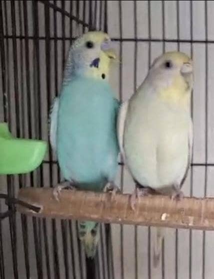 rainbow working pair 1