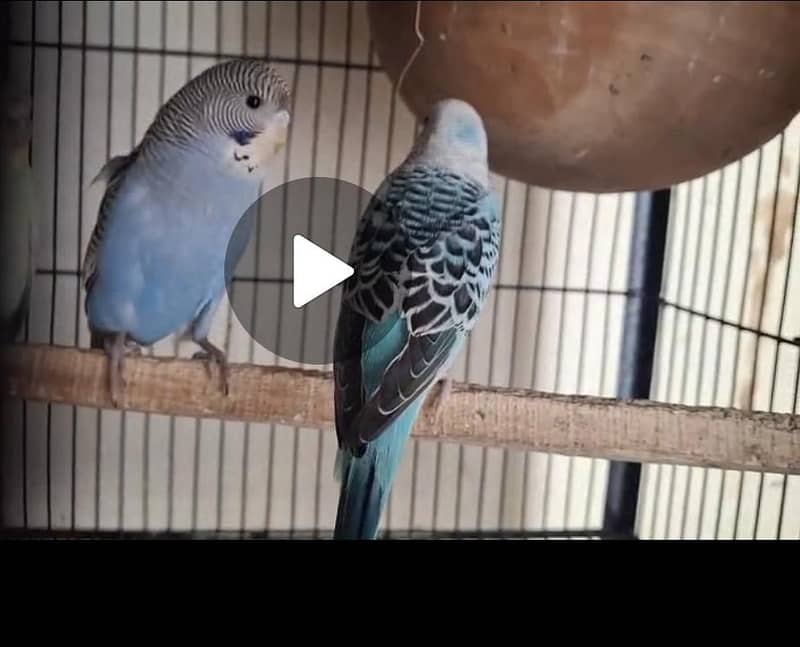 rainbow working pair 2