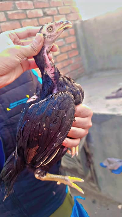 Mianwali Breed black Chicks Pair
