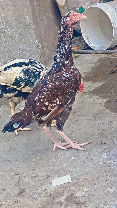 Mianwali Aseel  Cheeni  Madii