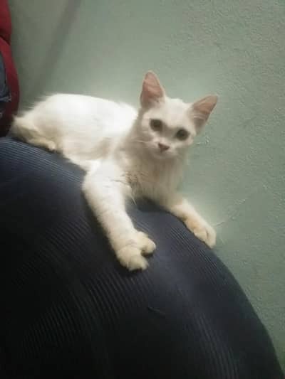 “Playful & Friendly Cat – Loves Kids, Quick to Adjust”