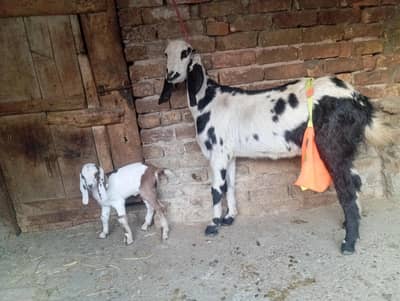 Beetal goat with one female kid