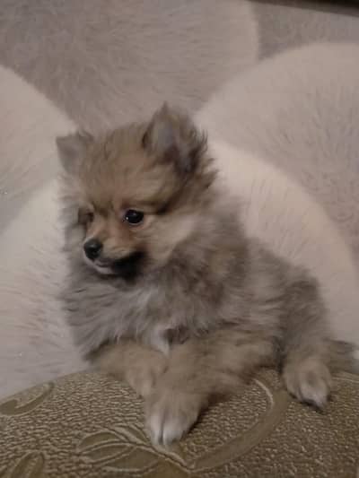 IMPORTED POMERANIAN PUPPIES ARE AVAILABLE FOR BOOKING