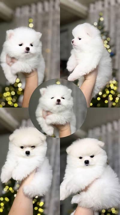 IMPORTED POMERANIAN PUPPIES ARE AVAILABLE FOR BOOKING