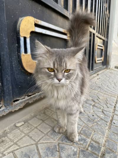 Ghr ki pali vi cat ha or bss cat food hi khati ha