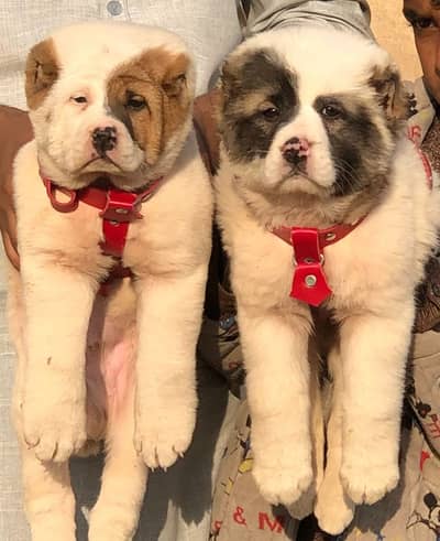 Alabai Dog|King Alabai |Alabai puppy|Alabai |Alabai pair price : 34k