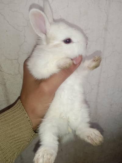 fancy rabbits baby pair for sale 03224186572