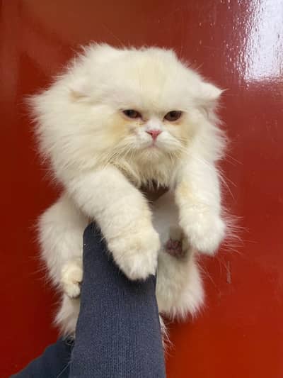 Persian coming stud male