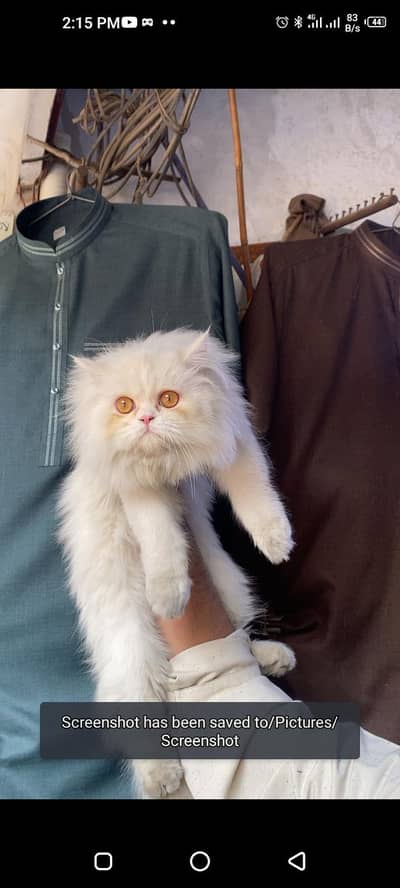 Persian coming stud male