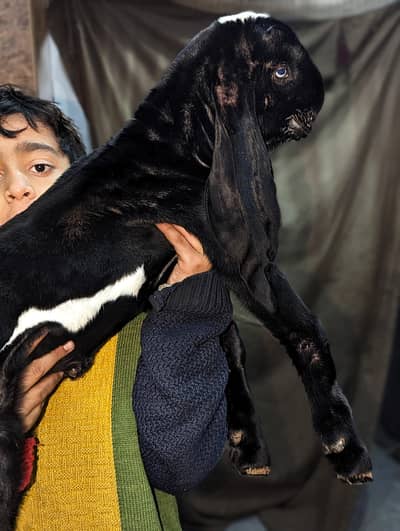 Pour Amratsari Beetal Bakra