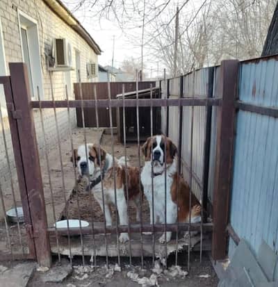 IMPORTED SAINT BERNARD PUPPIES AVAILABLE FOR SALE