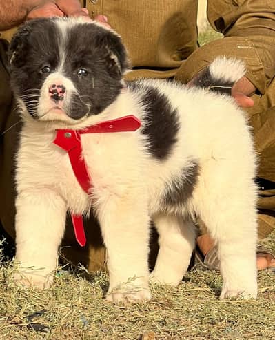 Alabai Dog | King Alabai  |Alabai puppy | Alabai for sale