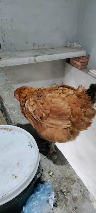 Desi Kurak Murgi (Hen)