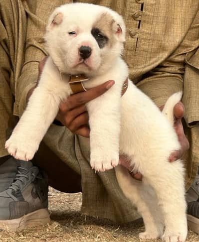 Alabai Dog | King Alabai |Alabai puppy | Alabai for sale