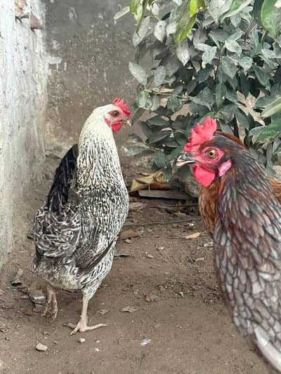4 Desi and 1 Lohman Brown hen available for sale