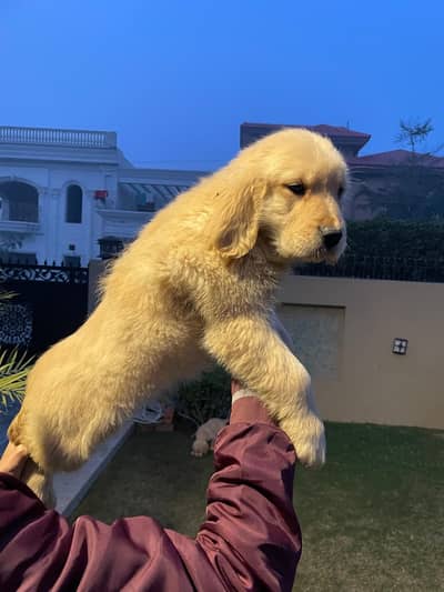 Golden Retriever Pedigreed puppies|| Female