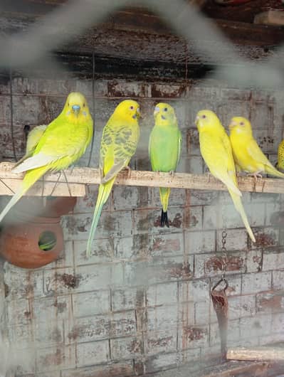 Australian pearotsl for urgent sale,,. 500 ka 1 pice hy