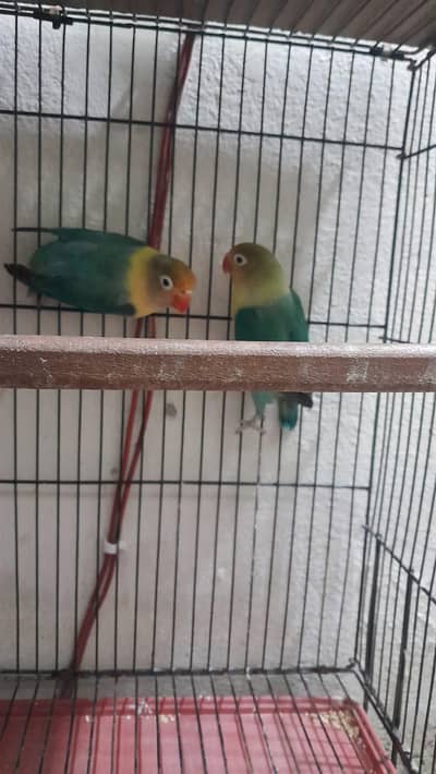 Love Birds Pairs- Creamino, Parblue and Pastelino