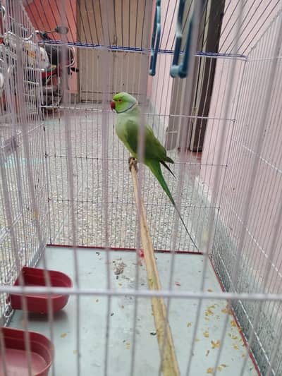 the parrot is very beautiful not defactive piece