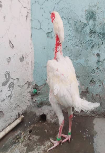 Pure paper white 80%