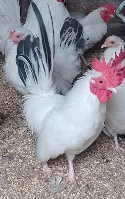golden buff Japanese bantam black tail male breeder