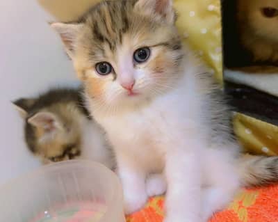 Persian Triple Coted Kittens