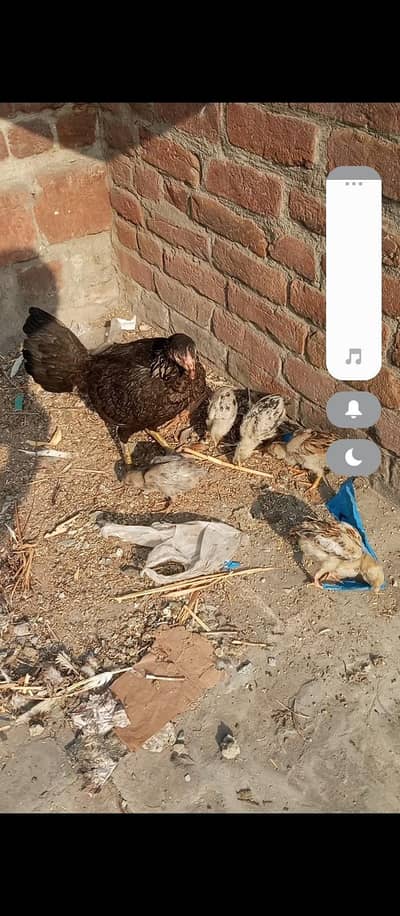 aseel chicks for sale healthy