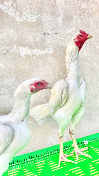 Top quality Aseel Hera pair