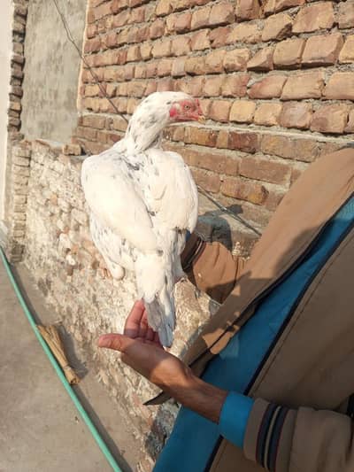 high quality cheeni aseel madi for sale