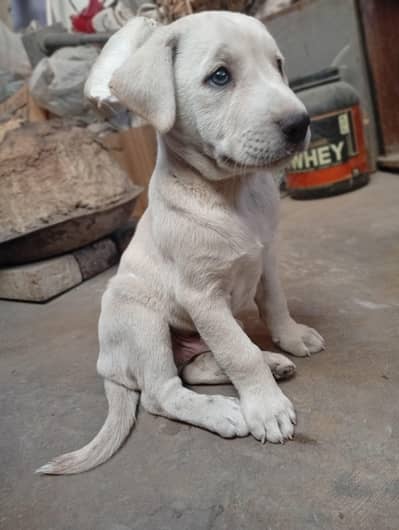 labrador pupp male .