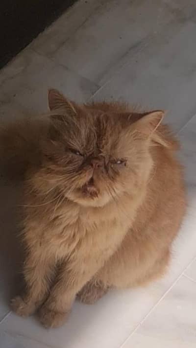 persian  female peki face