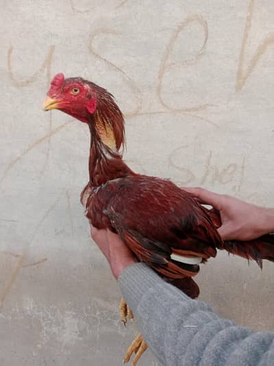 Aseel pakistani only 6000