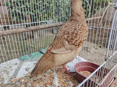 irani ,iraani teetar