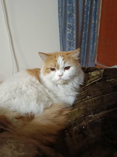 urgent Sale A Persian Cat