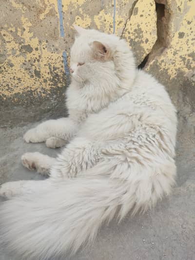 Persian Cat