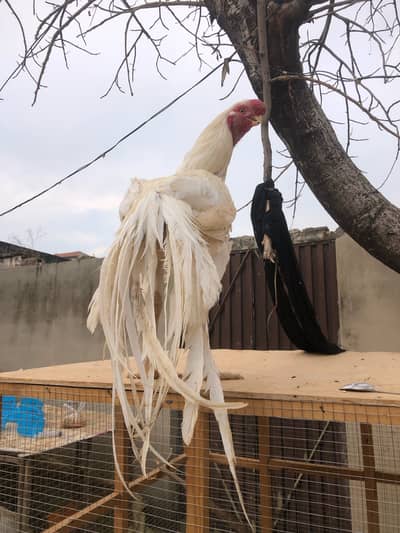 Parrot beak long tail aseel