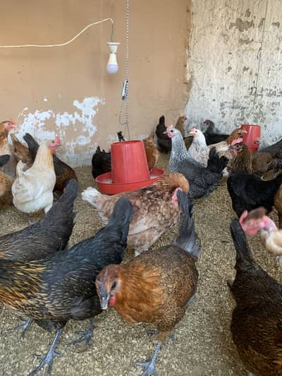 Desi mirsi hens egg laying for sale