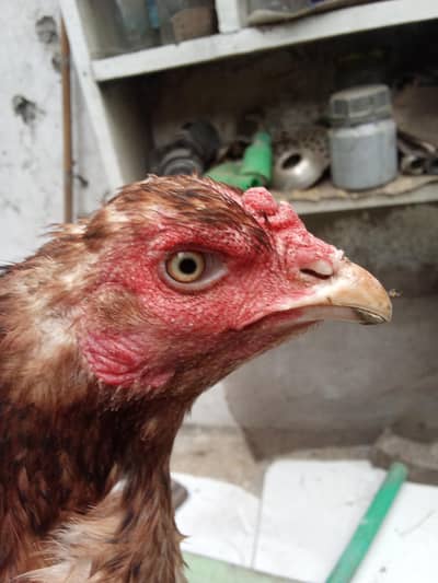 pure Aseel murgi active and healthy ande be deti hai