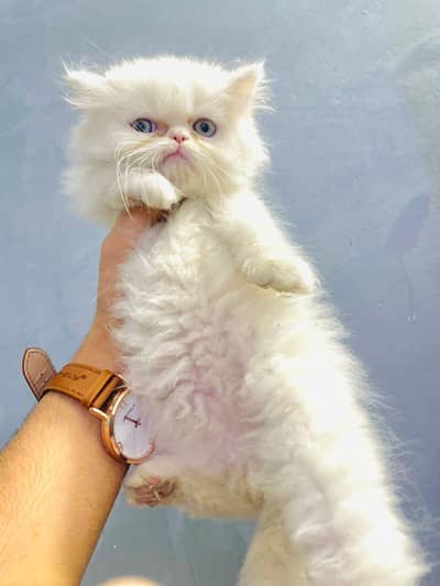 PERSIAN MALE KITTEN