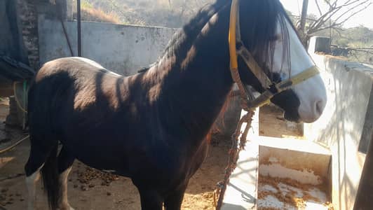 horses urgent sale