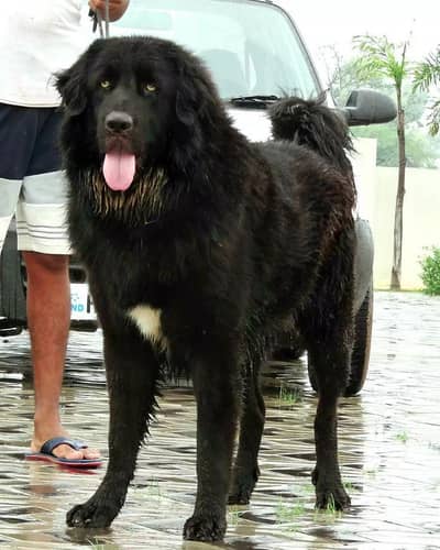 Pure Bakarwal Mastiff also known as Himalayan Shepherd