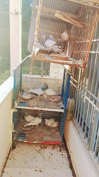 Pairs of pigeon for sell with pinjre