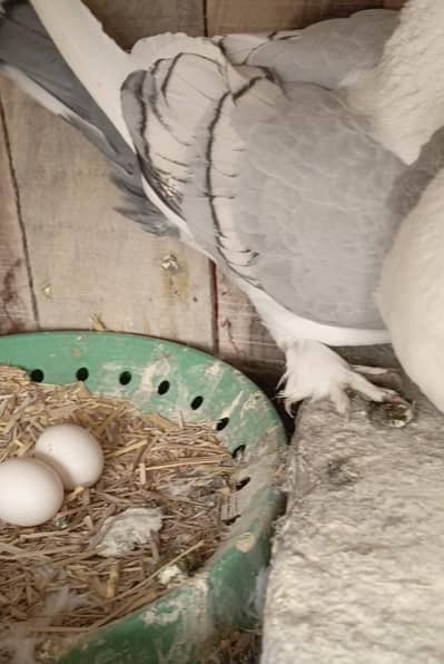 santiant bluebar breeder pair