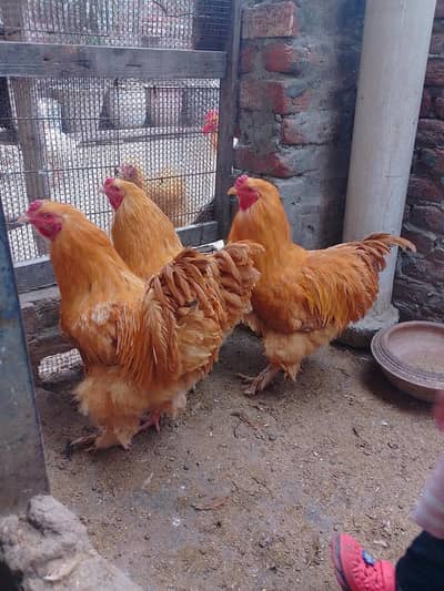 golden buff Cochin black tail Japanese bantam male breeder
