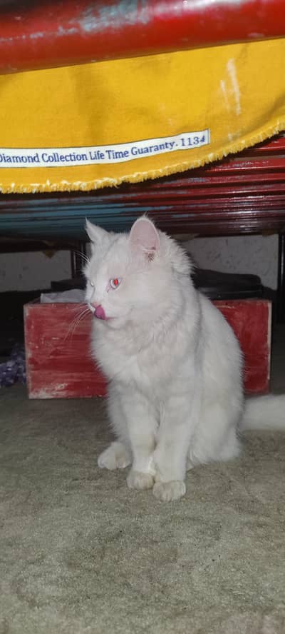 high quality Persian cat