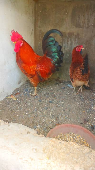 murga murgi egg laying for sell 03330203898