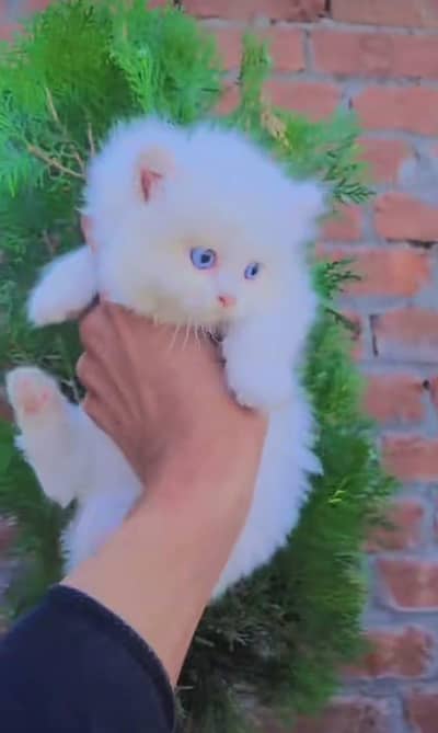 Cat | Persian | kittens | fluffy | fancy | 3 coated in low Price