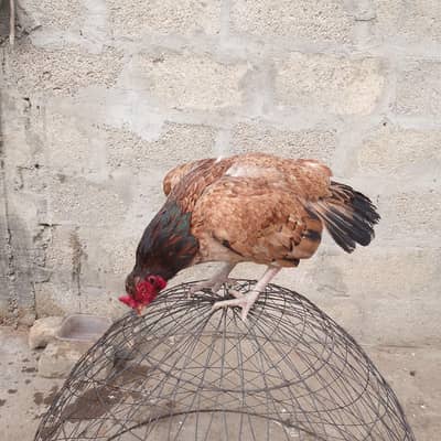 High quality aseel Madi for sale