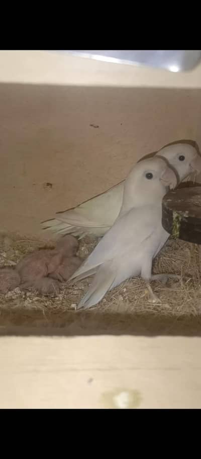 breeder pair albino black eye with 4chicks