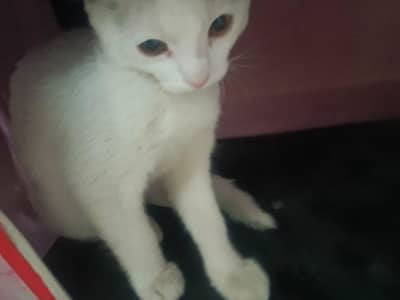 parshian white short hair mix cross